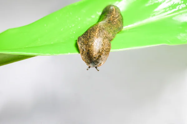 Csiga semperula siamensis — Stock Fotó