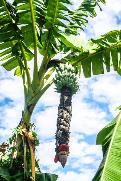 Banana tree — Stock Photo, Image