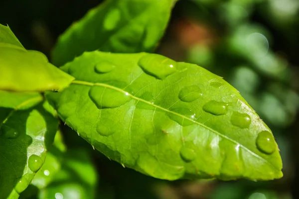 Foglia verde con gocce d'acqua — Foto Stock