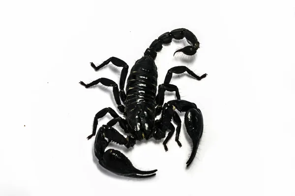 Scorpion forme isolée Asie du Sud-Est — Photo