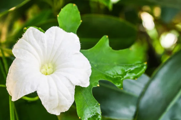 Biały kwiat w ogrodzie — Zdjęcie stockowe