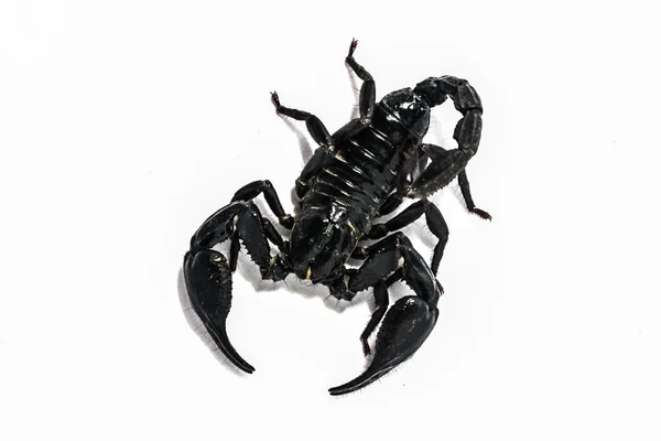 Escorpión aislado del sudeste asiático —  Fotos de Stock