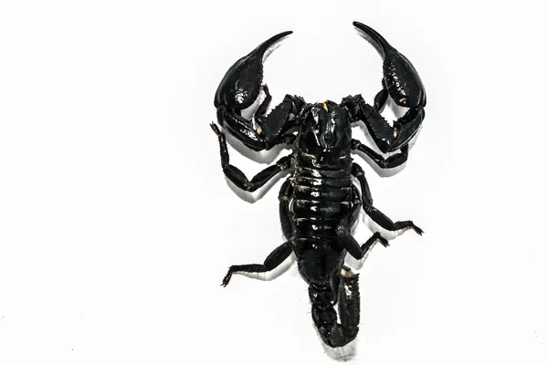 Scorpion isolated form south east asia — Stock Photo, Image