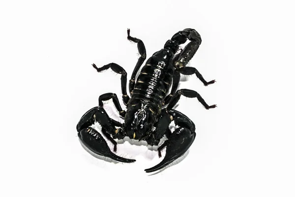 Skorpion na białym tle postać Azji południowo-wschodniej — Zdjęcie stockowe
