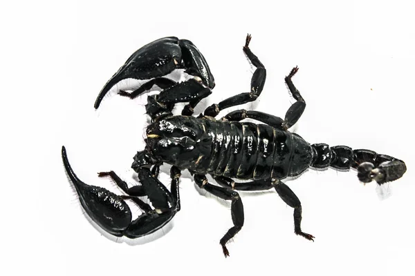 Scorpion isolated form south east asia — Stock Photo, Image