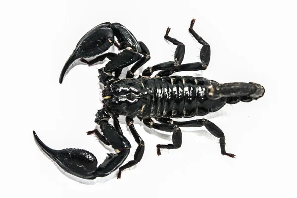 Scorpion isolated form south east asia — Stock Photo, Image