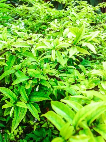 Grünes Blatt Hintergrund — Stockfoto