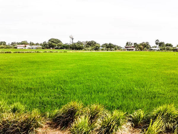 Green meadows near suburb street — Stock Photo, Image