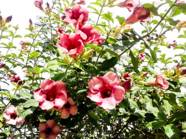 Kremalı şeftali pembe allamanda çiçek ve yaprak backg tomurcukları