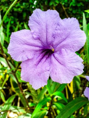 arka planda yaprakları ile mor çiçek