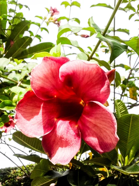 Kwiat kremowy brzoskwinia allamanda różowy i pąki liści w backg — Zdjęcie stockowe