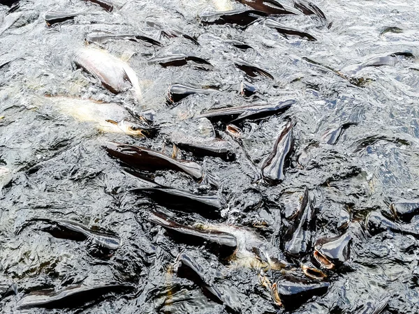 Banchi di pesci che nuotano e inseguono il cibo — Foto Stock