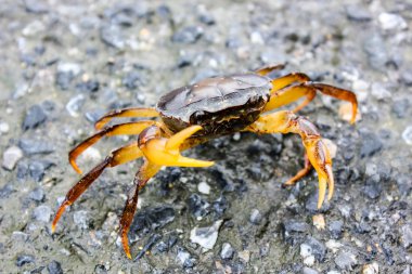 Yağmurlu de yol alan Yengeç yürüyüşü