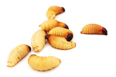 Sagopa Kajmer solucan larva izole böcek Asya gıda beyaz arka plan