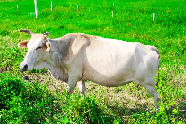 Witte koe gras eten op een groene weide zomer van rijst boerderij tha — Stockfoto