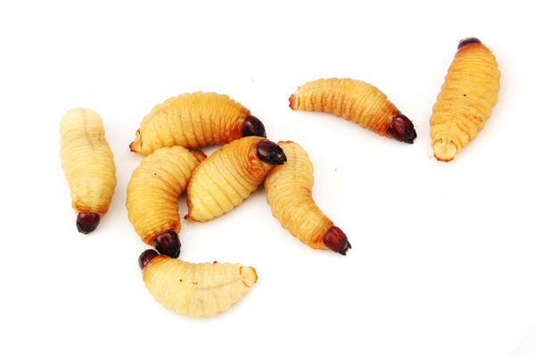 Личинки саго червя личинок насекомых азиатской пищи изолирован белый фон
