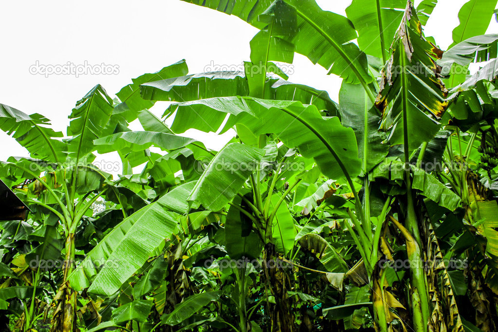 banana plantation garden is moist and raindrop