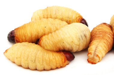 Sagopa Kajmer solucan larva izole böcek Asya gıda beyaz arka plan