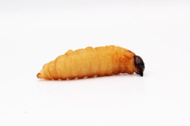Sagopa Kajmer solucan larva izole böcek Asya gıda beyaz arka plan