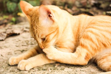 Tay kedi şirin portresi mutlu Pazartesi gece dinlenmek