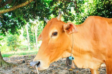 sağlıklı inek çiftlik taze ot yemek