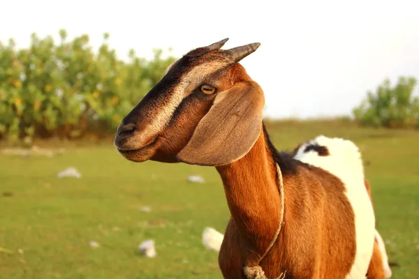 Retrato de bebé pequeño y cabra mamá relajarse en un prado verde, tha — Foto de Stock