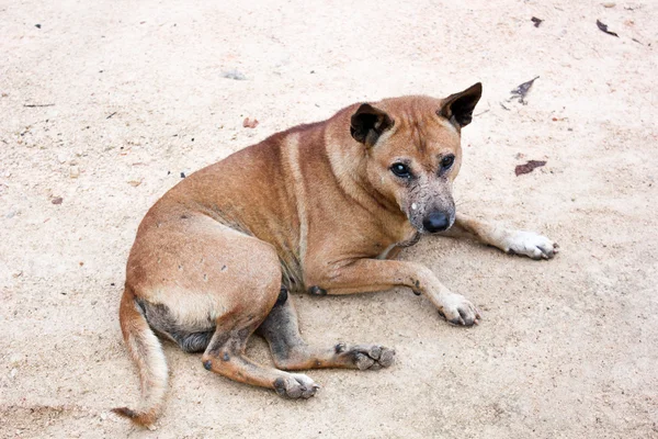 Retrato do cão tailandês com lesão ocular — Fotografia de Stock