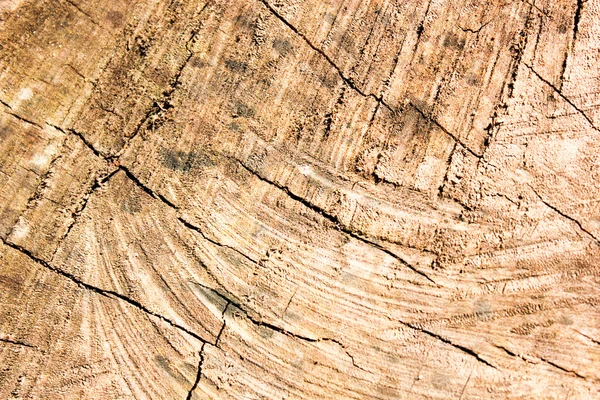 Træ tekstur baggrund og bark dækket i naturen - Stock-foto