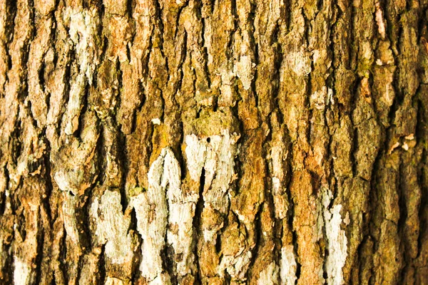 Holz Textur Hintergrund und Rinde in der Natur bedeckt — Stockfoto
