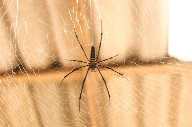 örümcek dokuma web içinde ev ile