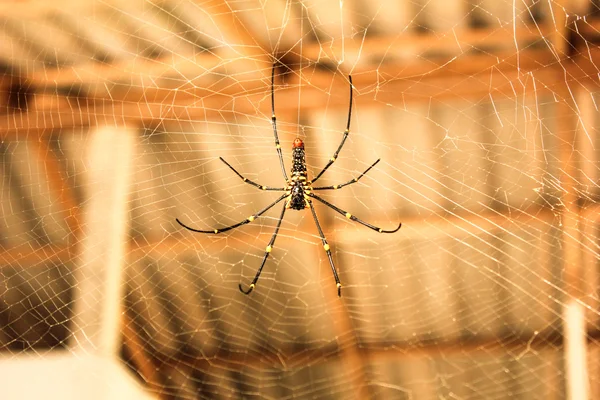 Ragno con tessuto web in casa — Foto Stock