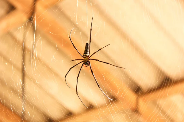 Spin met geweven web in huis — Stockfoto