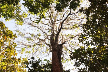 güzel taze doğanın yeşil ağaç yaprak önalan ile üst g