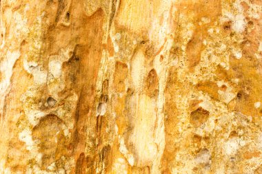 ahşap doku arka planı ve kabuk doğada kaplı