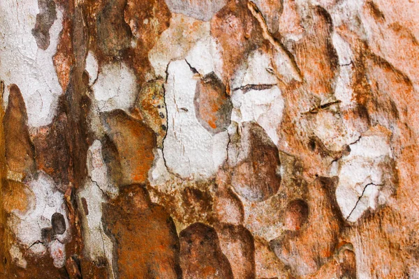 Træ tekstur baggrund og bark dækket i naturen - Stock-foto