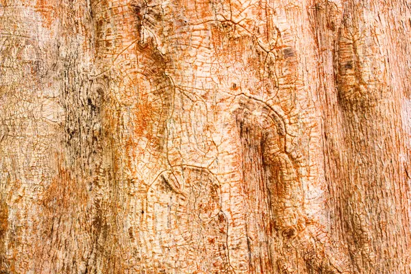 Wooden texture background and bark covered in nature — Stock Photo, Image