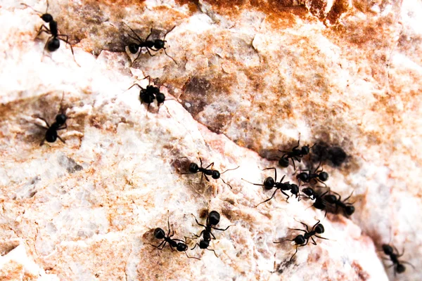 Ameisen auf Nahrungssuche auf der Oberfläche des Marmorsteins — Stockfoto
