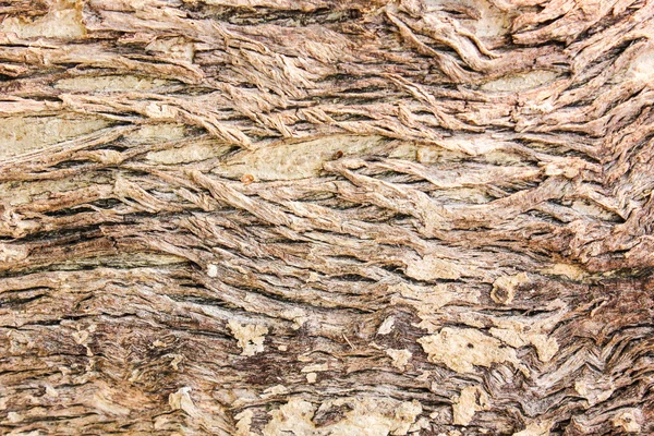 ahşap güdük renk tonu kahverengi ağaç gövde arka