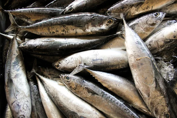 Pescado de mar fresco, el mercado de pescado —  Fotos de Stock