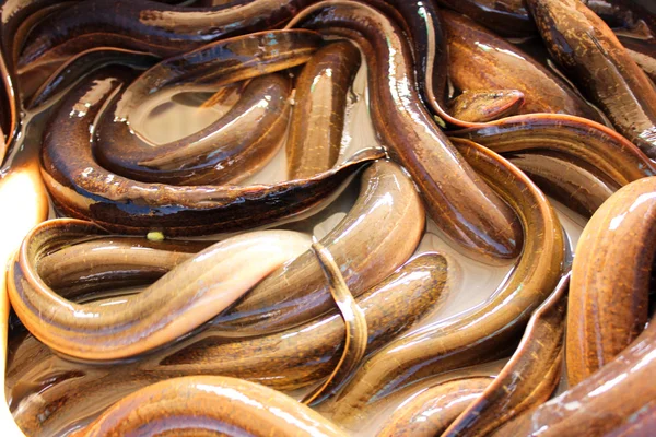 Anguilas frescas en el mercado tailandés — Foto de Stock