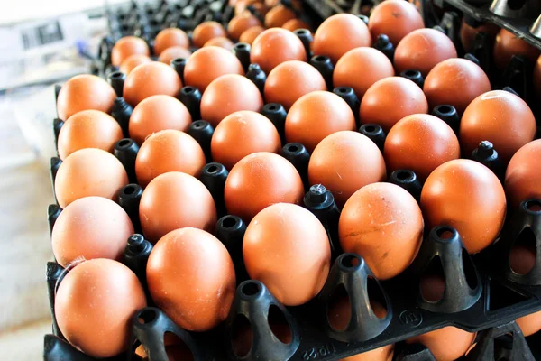 Fresh eggs cock in the thai market — Stock Photo, Image