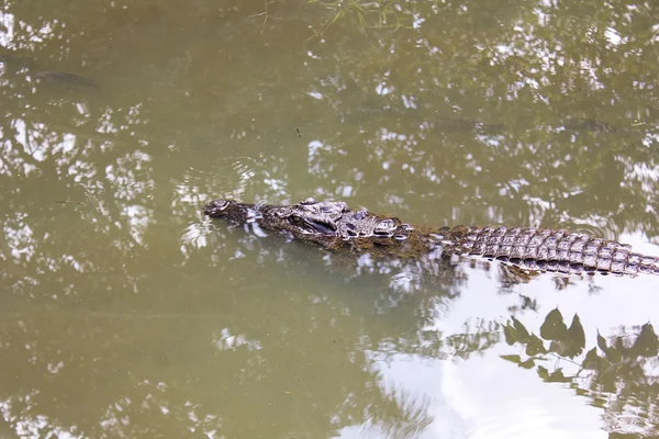 Crocodile portrait in water — Stock Photo, Image