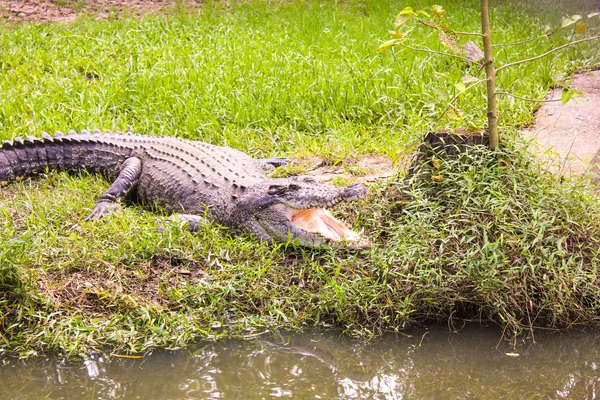 Crocodile portrait on meadow — Stock Photo, Image