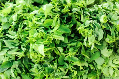 Pak-wan veya melientha suavis pierre sebze yemek pişirmek için