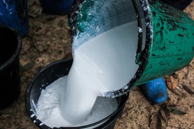 Bahçıvan kauçuk hasat beyaz su kauçuk süt tarım 