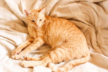 Tay kedi şirin portresi mutlu Pazartesi gece dinlenmek