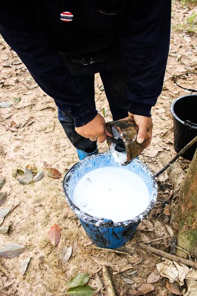 Jardinero caucho cosecha agua goma leche — Foto de Stock