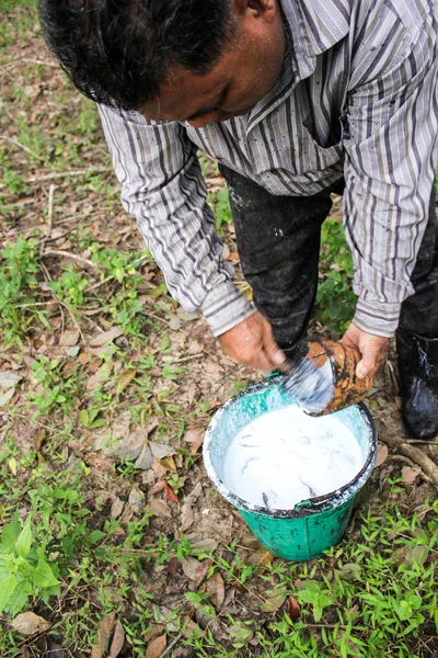 Jardinero caucho cosecha agua goma leche —  Fotos de Stock