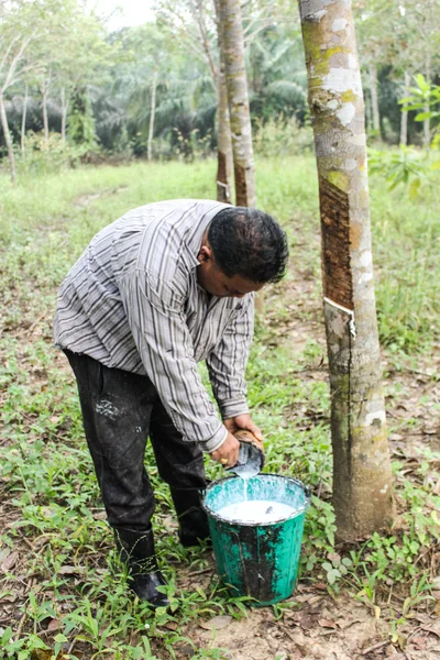 Gardener rubber harvest  water rubber milk — Stock Photo, Image