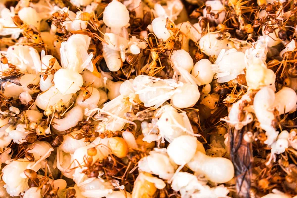 Comida tailandesa cocinar hormiga roja frita y huevo con aceite de coco —  Fotos de Stock